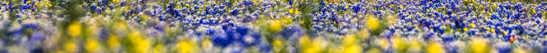 field of bluebonnets and pansies, foreground out of focus